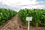 Ділянка посіву кукурудзи "Вулкан"