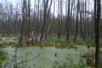 Ландшафти заболоченої місцевості у Полтавській області