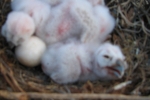 Пташенята сови вухатої в гнізді (вік 2-3 дні)