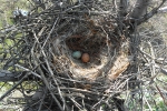 Унікальний випадок коли в одне гдніздо відклали яйця і буревітер, і ворона