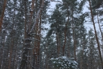 Зимовий сосновий ліс